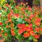 12 Bundles UV-Resistant Artificial Outdoor Flowers – Faux Silk & Plastic Plants for Window Box, Front Porch, Hanging Planters & Garden Decor (Orange Red)